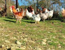 Куры и петухи