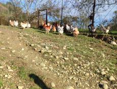 Куры и петухи