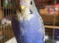 Волнистый попугай