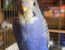 Волнистый попугай