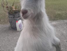 Нашлась коза . Ищем хозяина в районе кристала 