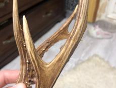 рога косули !