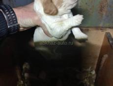 Продаются чистокровные щенки