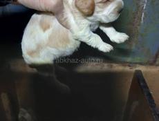 Продаются чистокровные щенки