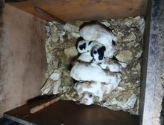 Продаются чистокровные щенки