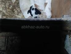 Продаются чистокровные щенки