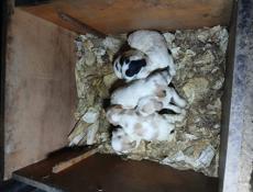 Продаются чистокровные щенки