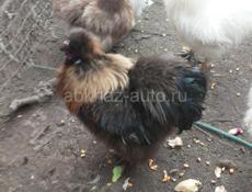 Китайские шёлковые петушки 