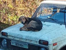 Потерялась собака в селе джгьарда