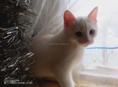 Отдам безвозмездно котенка Турецкая ангора