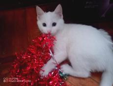 Отдам безвозмездно котенка Турецкая ангора