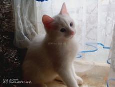 Отдам безвозмездно котенка Турецкая ангора