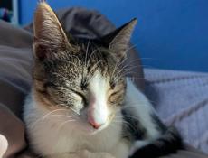 Отдам в добрые руки