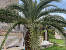 Пальма слоновая 