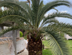 Пальма слоновая 