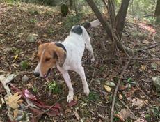 Просьба кто увидит или же кто увидел сообщит  вознаграждение 10000ты 