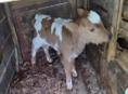 Продаю Теленка