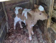 Продаю Теленка