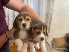 Чистокровные Бигли❗