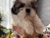 Продаются щенки Ши Тцу 💞💞💞💞💞💞💞💞💞