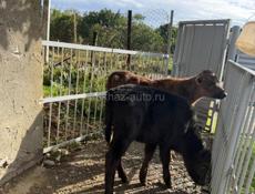 Продаются породистые телята 