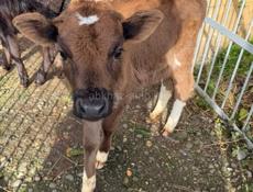 Продаются породистые телята 