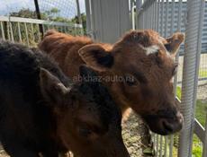 Продаются породистые телята 