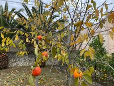 Сдается на год 2 эт.дом ,Мачара