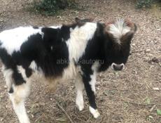 Бычек килограмм 60