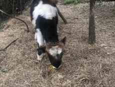 Бычек килограмм 60