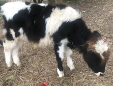 Бычек килограмм 60