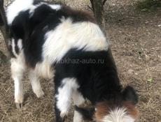 Бычек килограмм 60