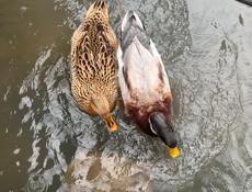 Продам двух уток ( селезень и кряква) 