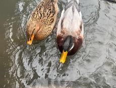 Продам двух уток ( селезень и кряква) 