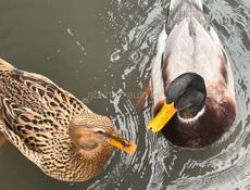 Продам двух уток ( селезень и кряква) 