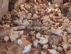 Продаю цыплят несушек им месяц.