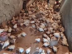 Продаю цыплят несушек им месяц.