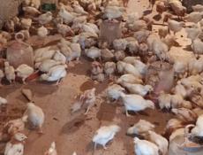 Продаю цыплят несушек им месяц.