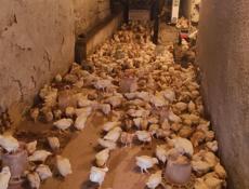 Продаю цыплят несушек им месяц.