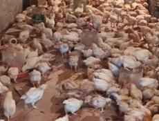 Продаю цыплят несушек им месяц.