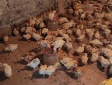 Продаю цыплят несушек им месяц.