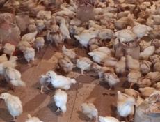 Продаю цыплят несушек им месяц.