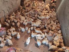 Продаю цыплят несушек им месяц.