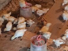 Продаю цыплят несушек им месяц.