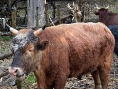 Продается бык 