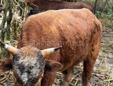 Продается бык 