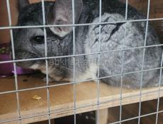 Шиншилла девочка с клеткой