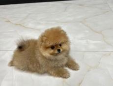 Куплю щенка шпица 