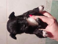 Продаём щенка чихуахуа 