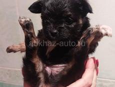 Продаём щенка чихуахуа 